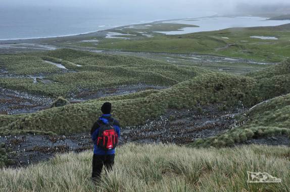 Visita a Salisbury Plain, na Geórgia do Sul, a 2a maior colônia de pinguins rei do mundo